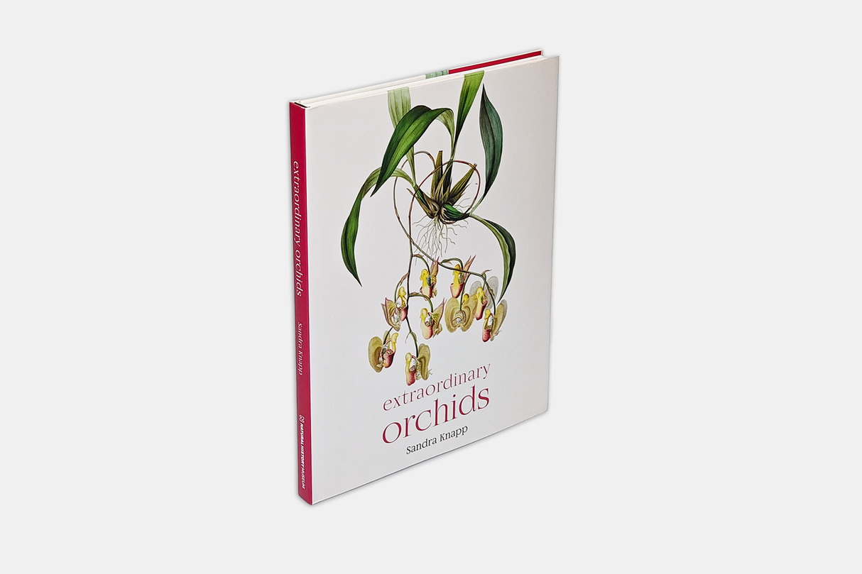 Extraordinary orchids