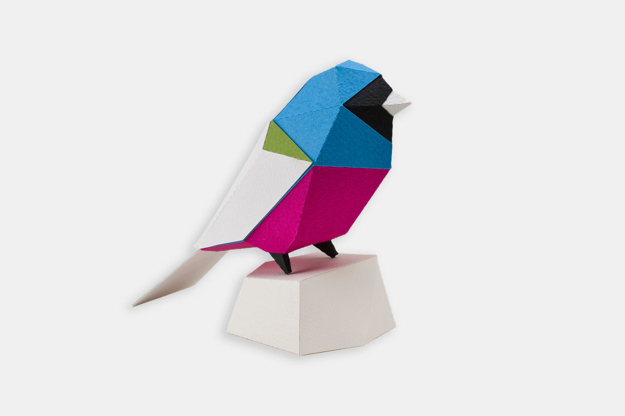 Common paper surucuá to assemble