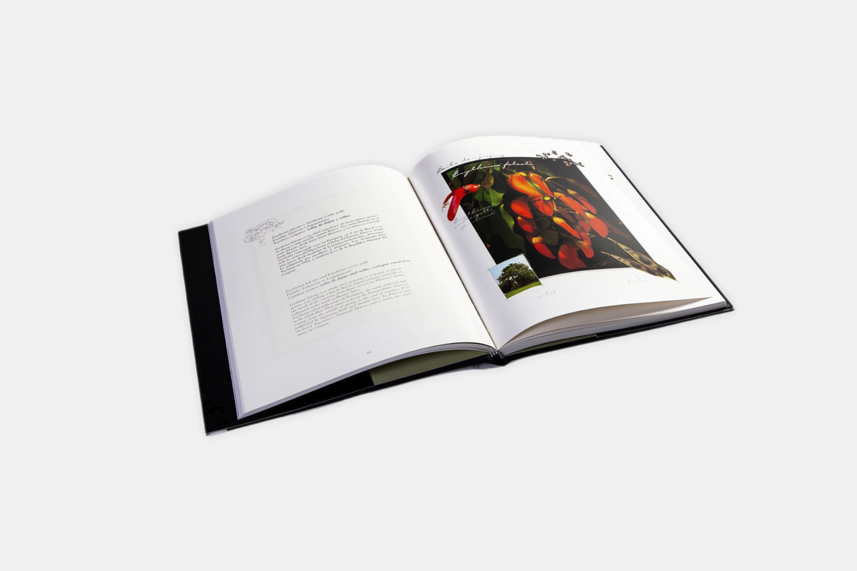 Plantas autóctonas de Argentina